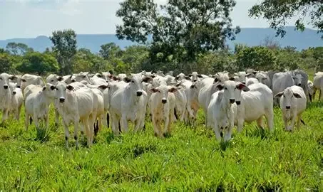 Produtores de Mato Grosso devem atualizar dados dos rebanhos a partir de domingo