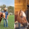 Sorocaba investe pesado e traz cavalo de linhagem nobre dos Estados Unidos