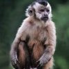 A morte de seis macacos-prego em Sinop pode ter sido causada por envenenamento