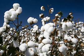 algodão